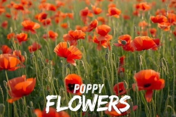 Poppy Flower
